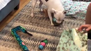 Excited pup opens up his birthday presents