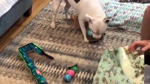 Excited pup opens up his birthday presents
