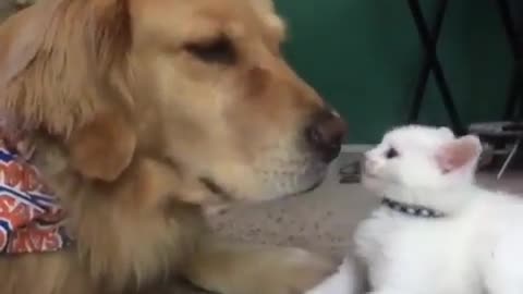 Playing kitten and puppy