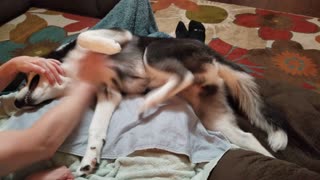 Siberian Husky Loves Getting Her Tummy Scratched