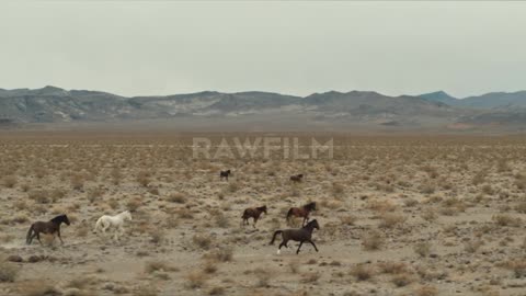 Wild Horses in the desert 2nd