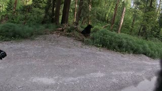 Motorcycle Rider's Friendly Black Bear Encounter