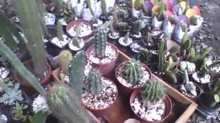 Many cactus in the flower shop, practically all of it have thorns [Nature & Animals]