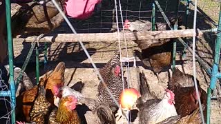 Young Chickens in Outside Brooder