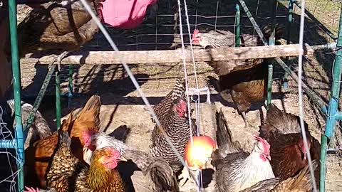 Young Chickens in Outside Brooder