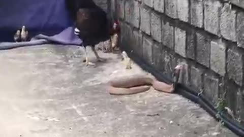Hen protects chicks from cobra
