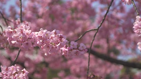 Pink Sakura Flowers