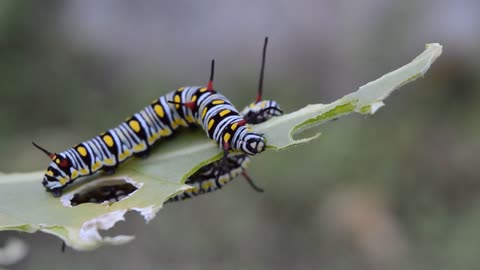 Caterpillar eat trees | free video 24