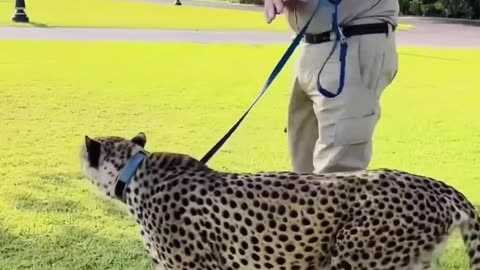 Walking with the cheetah 🐆 #zoo #wildanimal