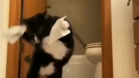 Cat video