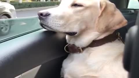 Funny dogs