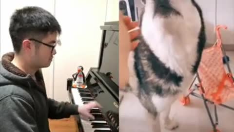 Husky piano duets with dog