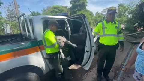 Recuperación de un perro herido con arma blanca