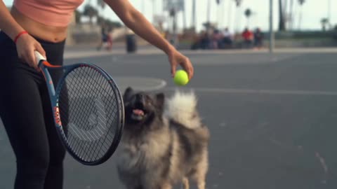 Dog Fan Of Tennis Balls Gets To Chase Them To His Heart's Content