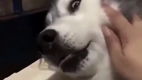 Husky dog ​​shock when owner woke him from his sleep