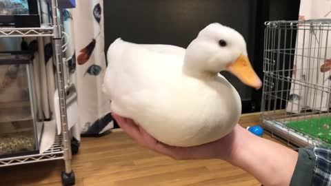 Super Cute Duck!