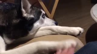 Dog switches hands with owner