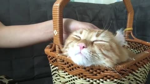 Cat siting In Basket