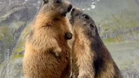 marmots, lovers chat