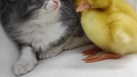 cute cats and ducks😂