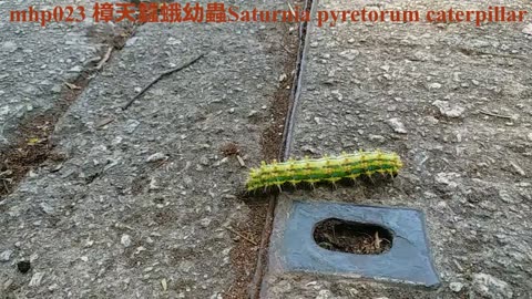 #樟天蠶蛾幼蟲（樟蠶蛾幼蟲，大天蠶蛾幼蟲）Saturnia pyretorum caterpillar, mhp023 /04 2020