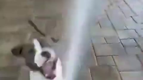 🤣 Funny Dog Videos | cute dogs trying to fight against Water 🤣