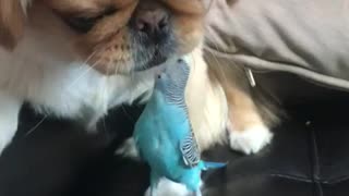Pup and Parakeet Are Pals