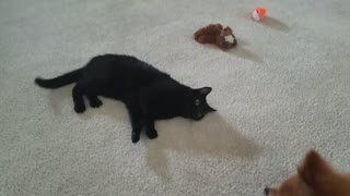 Cute Pomeranian and Cat Love To Play Together