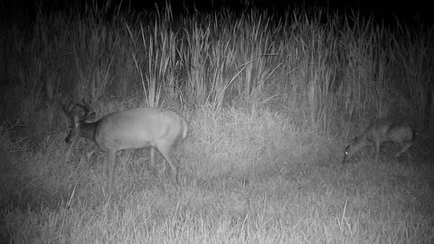 Wildlife Behind Hartland DPW, 8/6/22