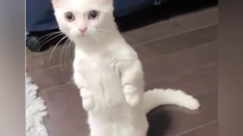 SEE THIS CAT DANCING