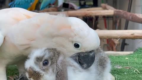 The parrot caresses the little bunny. Very precious.❤