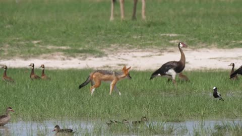 Fox hunting birds in a pond