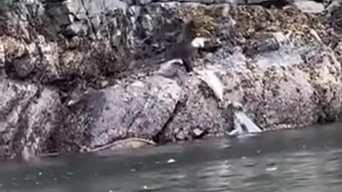 Bald Eagle vs. Harbor Seal Pup: A Tense Encounter 🦅🦭