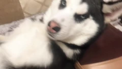 Huskies learn human massage