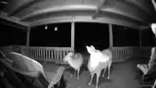 Deer 🦌 NW NC at The Treehouse /Lady and Hattie enjoy some quiet time before the kids get up #ringtv