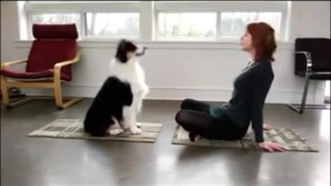 Pet doing yoga exercise with the owner