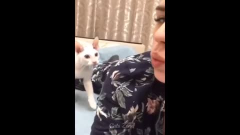 This cat slap the girls mouth funny movement
