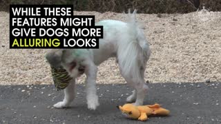 This Is What Humans Have Done To Dogs