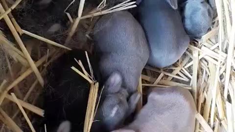 Baby Bunnies!