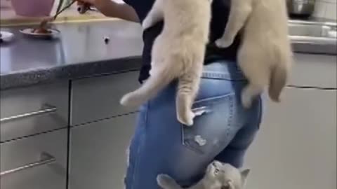 Kittens climb their mom as they couldn't wait for food