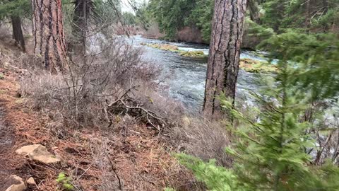 Hiking Through the Forest Beside Metolius River – Central Oregon