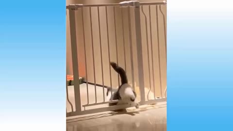 cat gets stuck at the gate