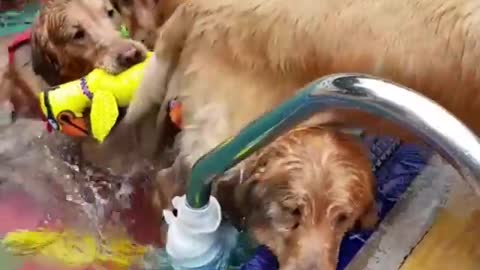 Pack Of Golden Retriever Puppies Pouring Out Of The Pool