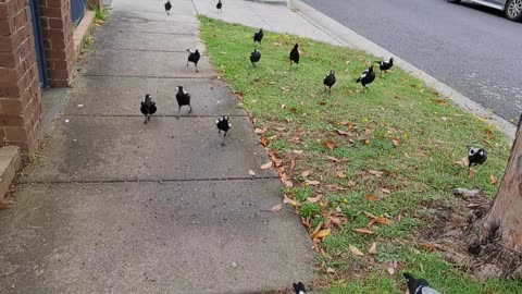 Man Followed by Flock of Magpies