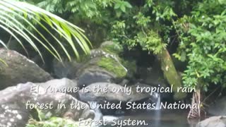 El Yunque Rain Forest, Puerto Rico: Finalist of the New 7 Wonders of Nature