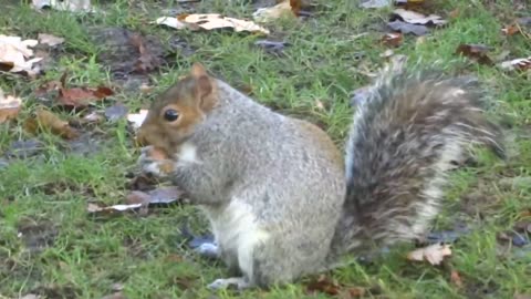 British Wildlife - Grey Squirre