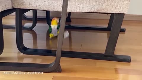 Laugh-a-Paw-Looza: Hilarious Pet Shenanigans That Will Have You in Stitches! 🐾😂