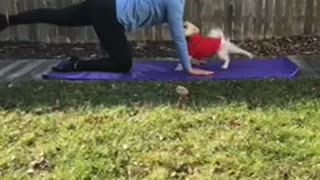 Pomeranian dog in red vest does yoga with owner outside