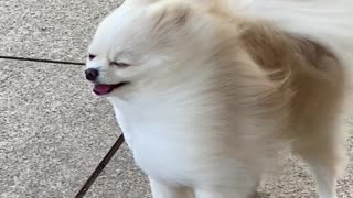 Pomeranian Enjoying the Wind Blowing Through Its Fur