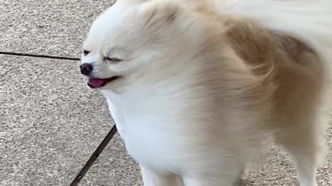 Pomeranian Enjoying the Wind Blowing Through Its Fur